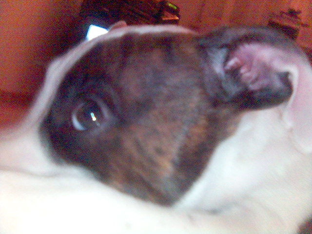 Obrázek(13).jpg
